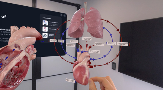一只手与 3D 成像的人类心脏、肺部及其他解剖细节互动。