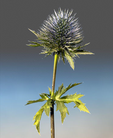 蓟花的特写照片
